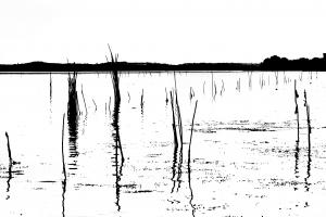 lago trasimeno foto bianco nero al tratto