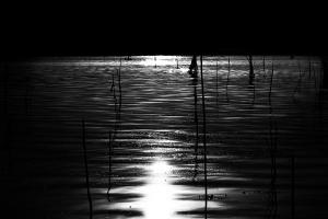 Lago Trasimeno foto bianco nero al tratto